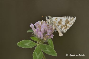 foto de la mariposa Ajedrezada bigornia (Pyrgus onopordi)