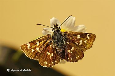 foto mariposa piquitos