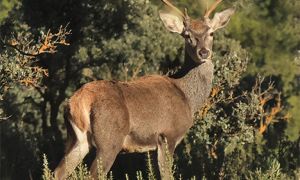 Foto de macho de ciervo, protagonistas de la berrea en la Sierra de Baza