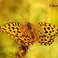 foto de mariposa