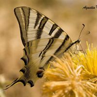 foto de mariposa