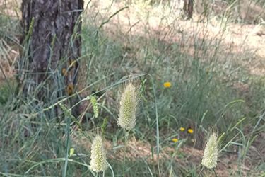 Foto de Planta de la cola de conejo en su hábitat natural de la Sierra de Baza.