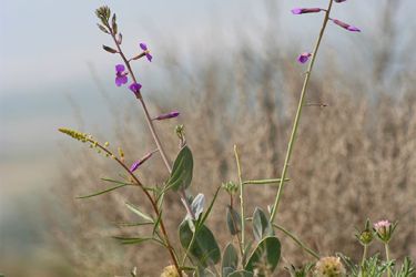 Foto de Floración de la Moricandia moricandiodes en el entorno estepario de la Hoya de Baza (Granada)