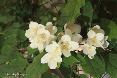 Foto de Celindo (Philadelphus coronarius)