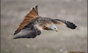 Foto de Milano real (Milvus milvus)