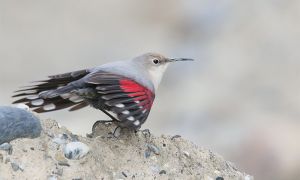 Foto de El treparriscos (Tichodroma muraria)