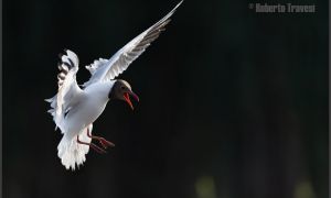 Foto de Gaviota reidora (Chroicocephalus ridibundus)