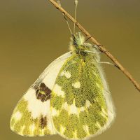 fichas de mariposa