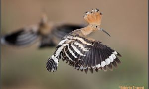 Foto de la abubilla
