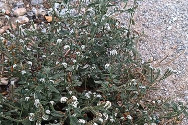 Foto de la Planta de la hierba verruguera fotografiada junto a una pista forestal de la Sierra de Baza (Granada).