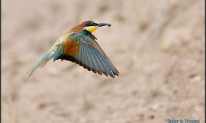 Foto de Abejaruco (Merops apiaster).