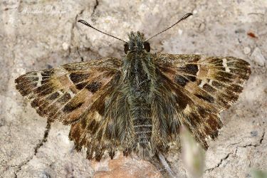 Foto de la mariposa  Piquitos castaño (Carcharodusalceae)