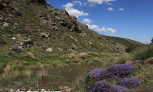 Los piornos azules adornan las laderas que bordean la Cañada Aguilar en la Sierra de Baza (Granada)