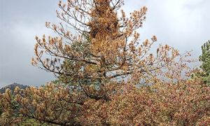 Foto de Pinos afectados por el muérdago en la zona del Calar de Santa Bárbara.