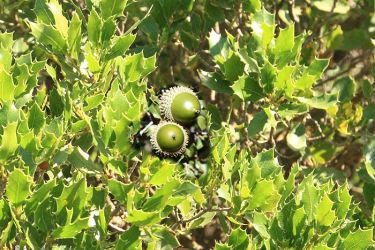 foto del fruto de la coscoja