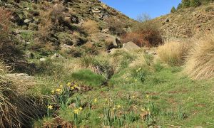 Foto de Narcisos en la Sierra de Baza.