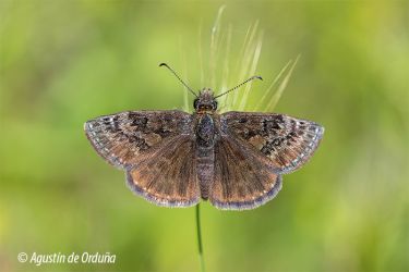 foto de mariposa Papilio tages (Erynnis tages)