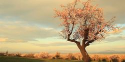 foto de almendro en flor