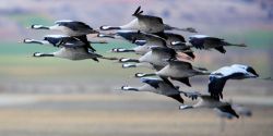 foto de gansos volando