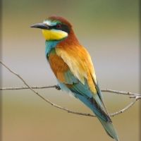 foto de pájaro de colores