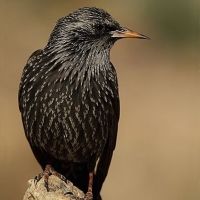 foto de pájaro negro