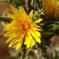 fichas de anfibios